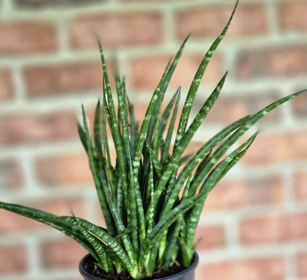 sansevieria fernwood mikado snake plant Fernwood Snake Plant (Sansevieria 'Fernwood Mikado') – Cedar Bridge Botanicals