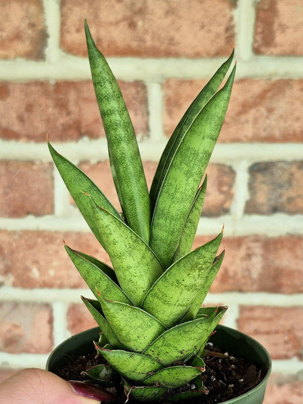 Tower Snake Plant (Sansevieria francisii)