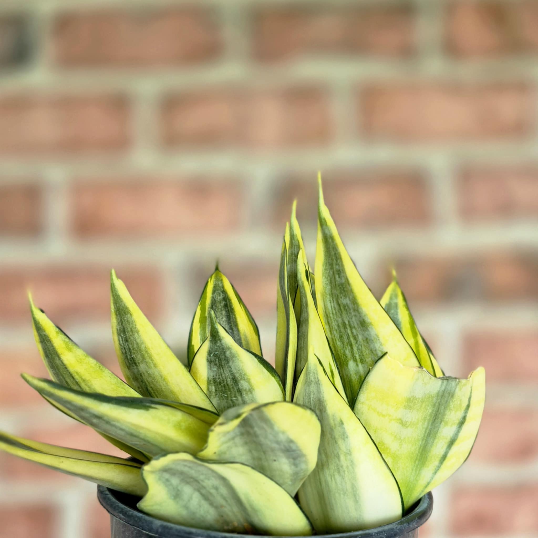 sansevieria trifasciata golden hahnii Golden Birdsnest Snake Plant (Dracaena trifasciata 'Golden Hahnii') – Cedar Bridge Botanicals