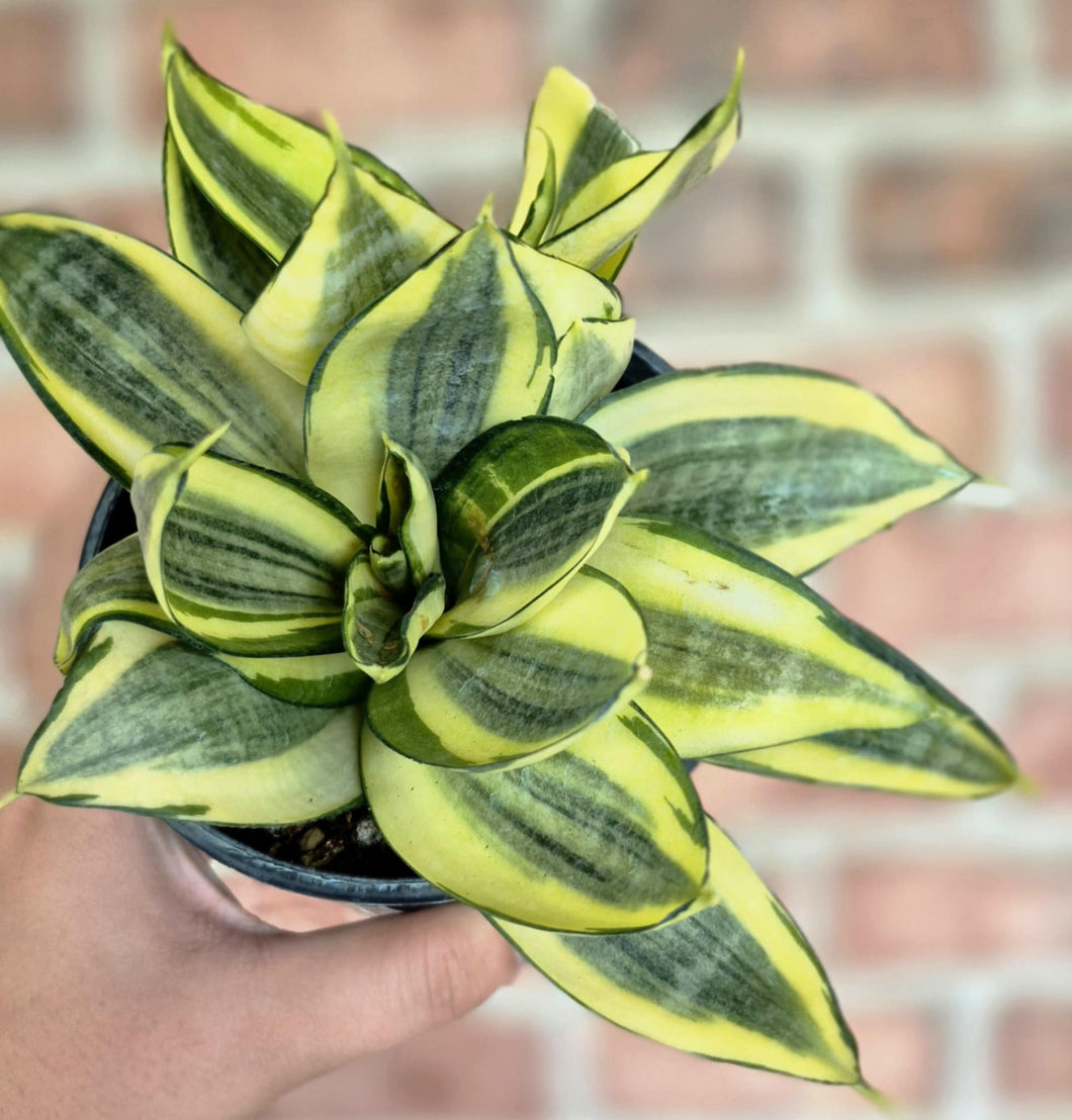 Golden Birdsnest Snake Plant (Dracaena trifasciata 'Golden Hahnii')