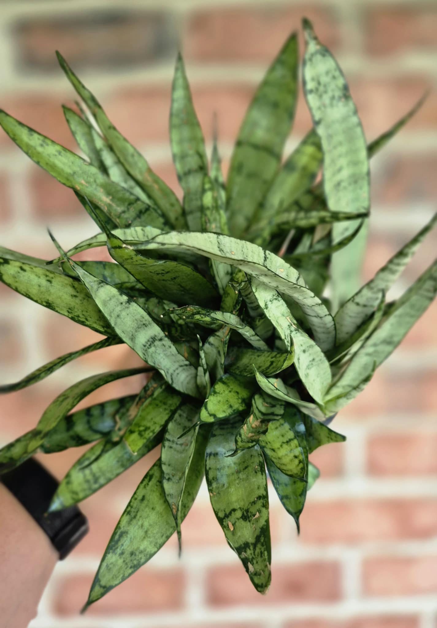 silver streak sansevieria Silver Streak Snake Plant (Sansevieria 'Silver Streak') – Cedar Bridge  Botanicals