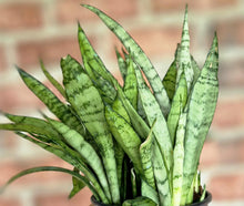Load image into Gallery viewer, Silver Streak Snake Plant (Sansevieria &#39;Silver Streak&#39;)
