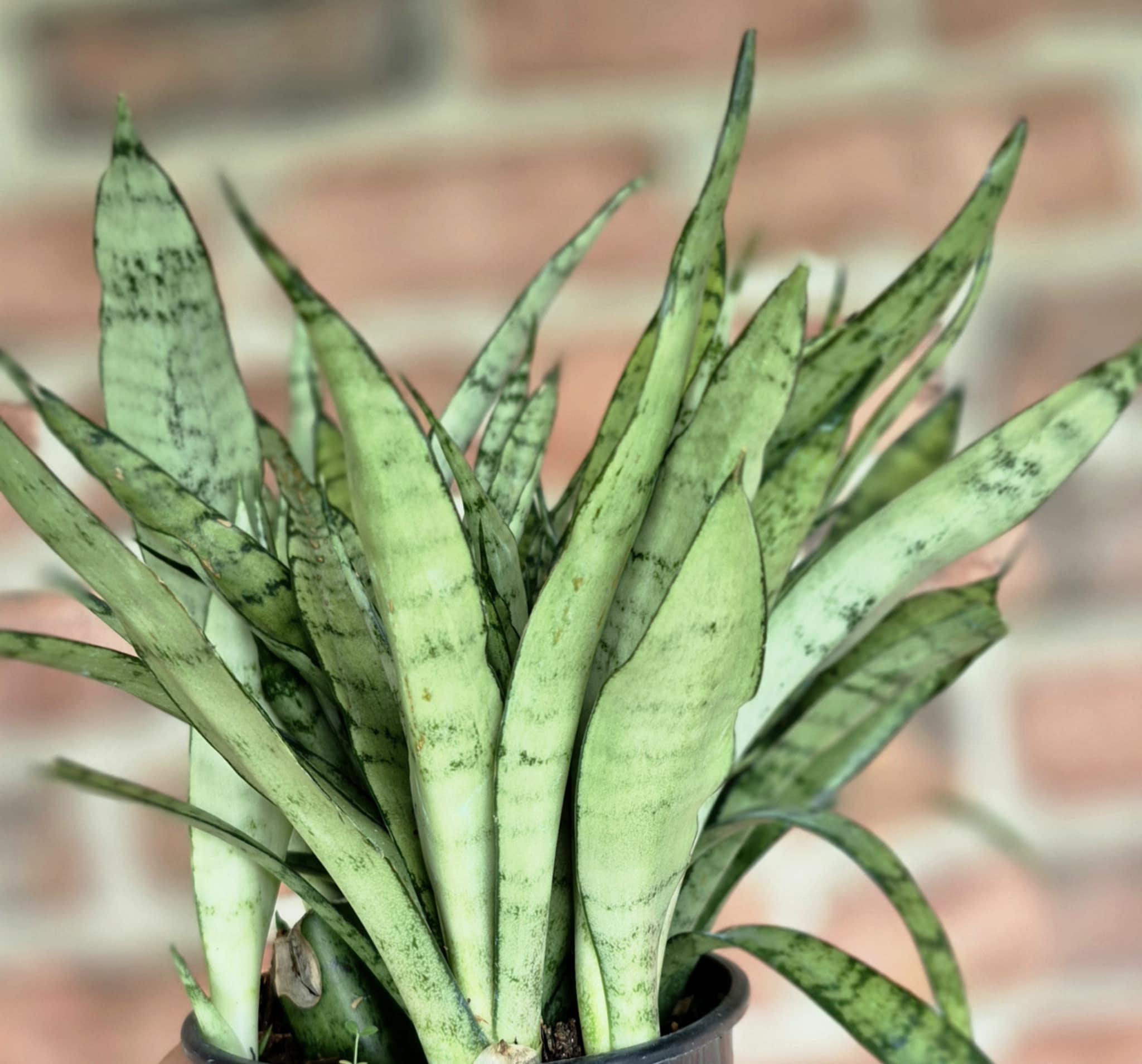 grey snake plant Silver Streak Snake Plant (Sansevieria 'Silver Streak') – Cedar Bridge Botanicals