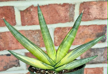 Load image into Gallery viewer, Variegated Starfish Snake Plant (Dracaena 'Boncel' variegata)
