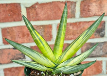 Load image into Gallery viewer, Variegated Starfish Snake Plant (Dracaena 'Boncel' variegata)
