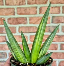 Load image into Gallery viewer, Variegated Starfish Snake Plant (Dracaena 'Boncel' variegata)
