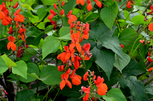 Load image into Gallery viewer, Scarlet Runner Pole Bean Seeds
