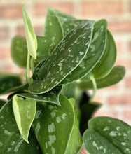 Load image into Gallery viewer, Silvery Ann Pothos (Scindapsus pictus &#39;Silvery Ann&#39;)
