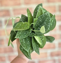 Load image into Gallery viewer, Silvery Ann Pothos (Scindapsus pictus &#39;Silvery Ann&#39;)
