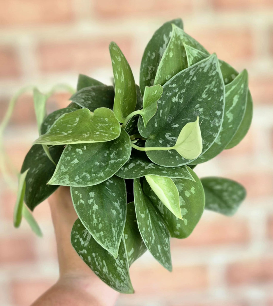 Silvery Ann Pothos (Scindapsus pictus 'Silvery Ann')