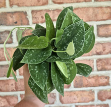 Load image into Gallery viewer, Silvery Ann Pothos (Scindapsus pictus &#39;Silvery Ann&#39;)
