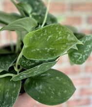 Load image into Gallery viewer, Silvery Ann Pothos (Scindapsus pictus &#39;Silvery Ann&#39;)
