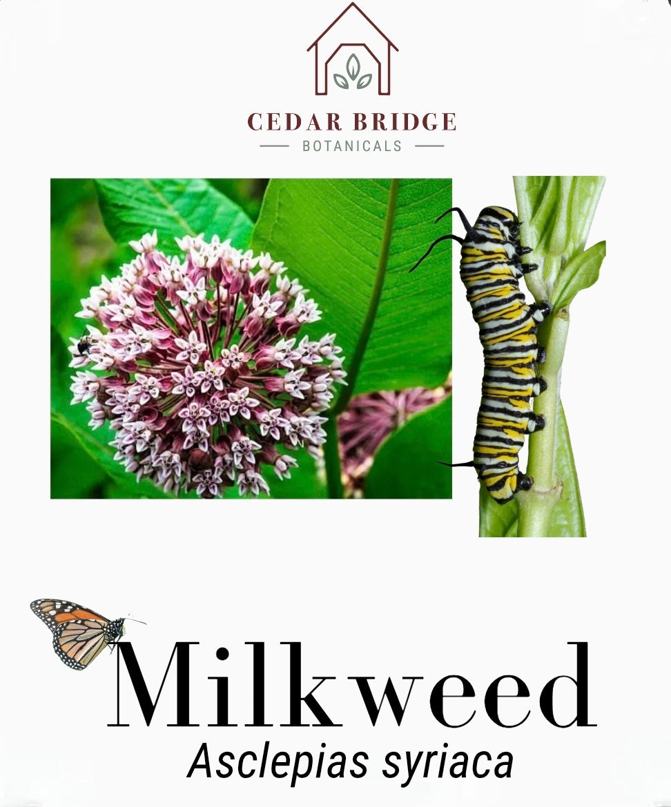 Common Milkweed (Asclepias syriaca) Seeds