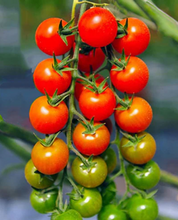 Load image into Gallery viewer, Super Sweet 100 Cherry Tomato Seeds
