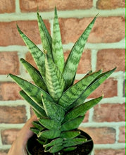 Load image into Gallery viewer, Tower Snake Plant (Sansevieria francisii)
