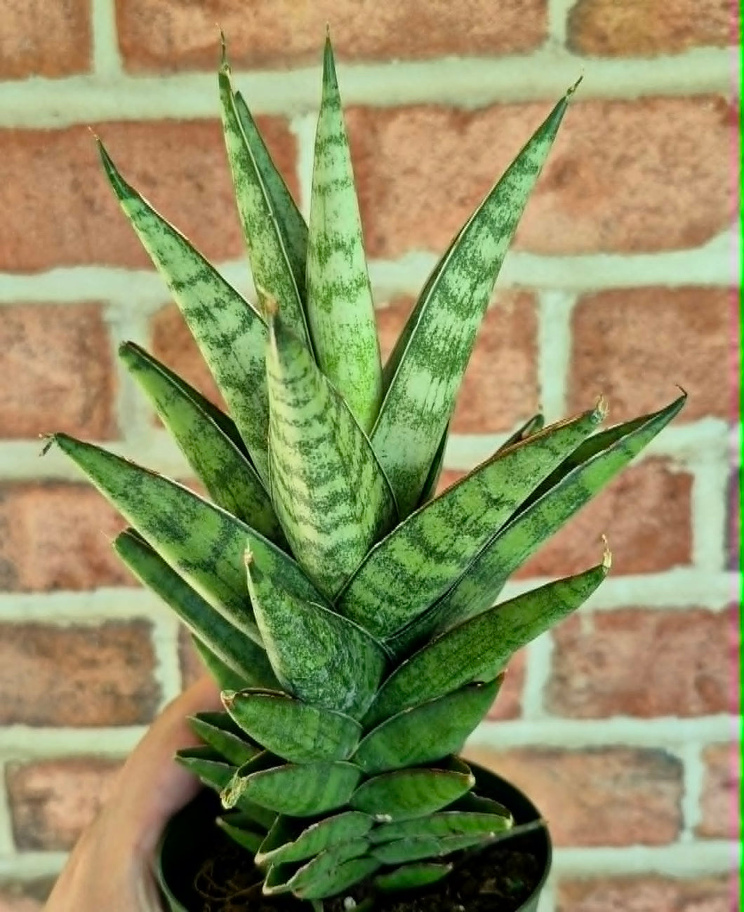 Tower Snake Plant (Sansevieria francisii) – Cedar Bridge Botanicals