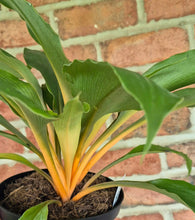 Load image into Gallery viewer, Mandarin Orange Spider Plant
