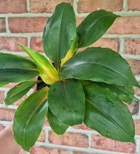 Load image into Gallery viewer, Mandarin Orange Spider Plant
