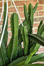 Load image into Gallery viewer, Carrion Flower (Stapelia gigantea)
