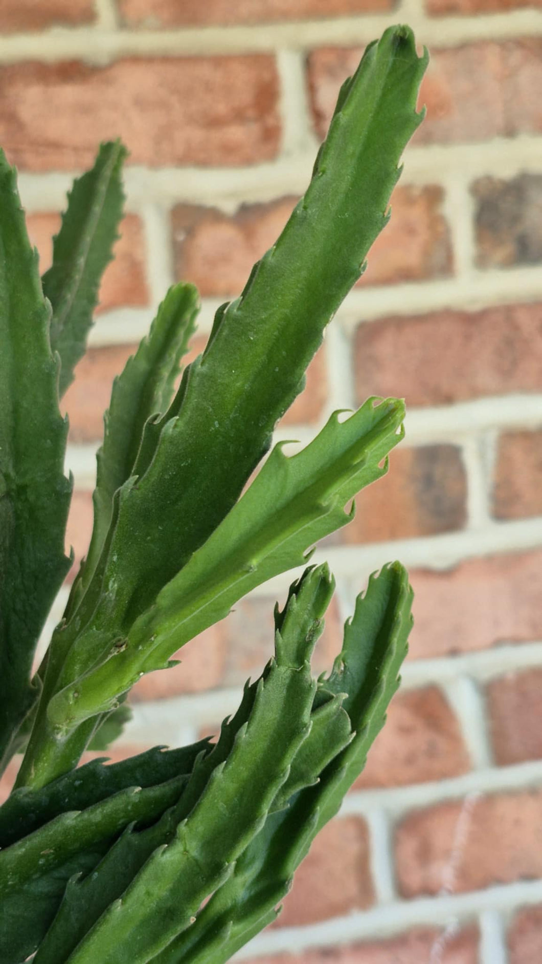 Carrion Flower (Stapelia gigantea)