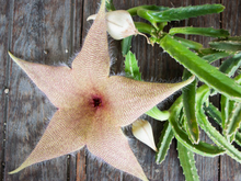 Load image into Gallery viewer, Carrion Flower (Stapelia gigantea)
