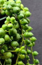 Load image into Gallery viewer, String of Pearls (Curio rowleyanus)

