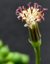 Load image into Gallery viewer, String of Pearls (Curio rowleyanus)
