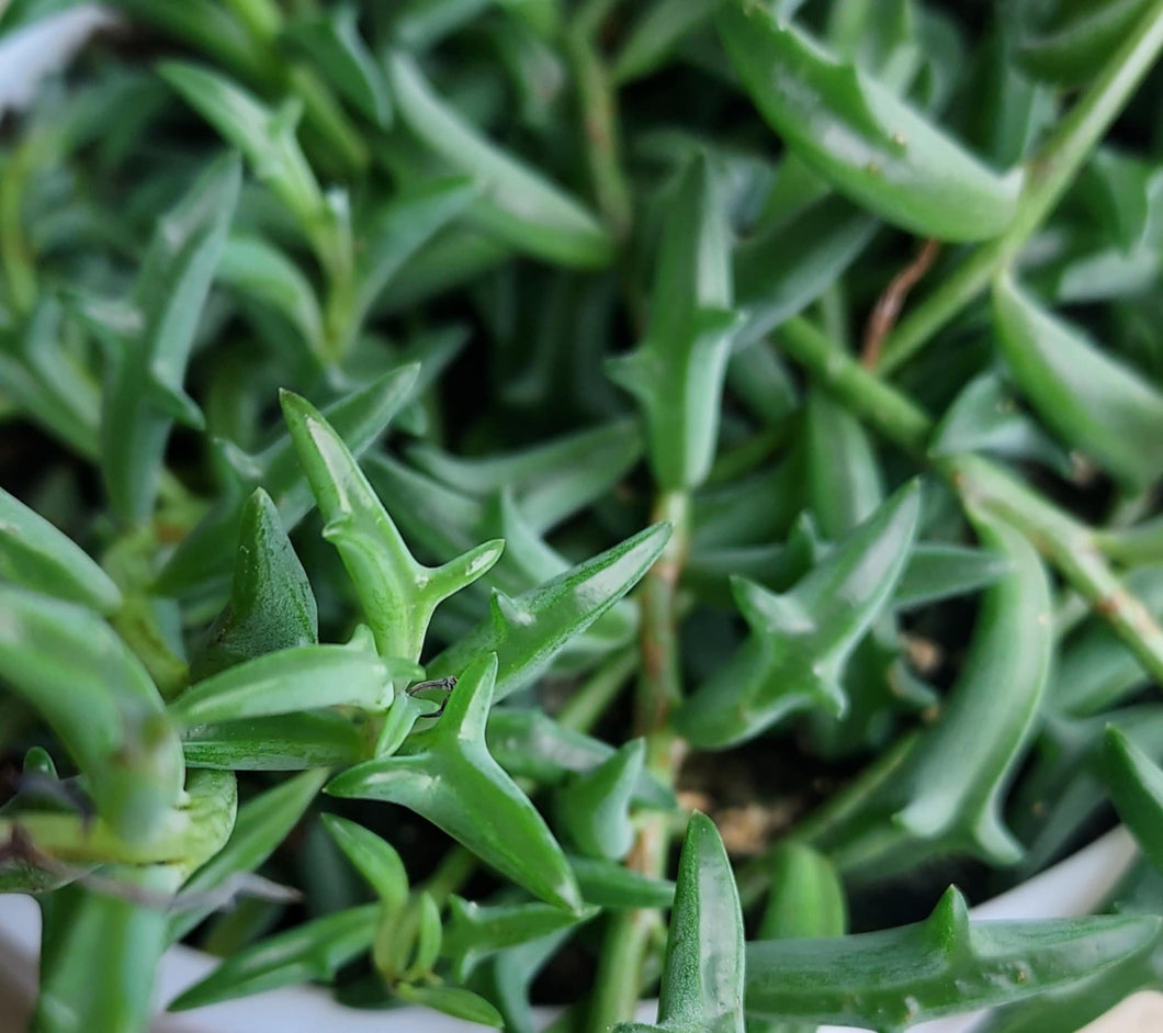 succulent string of dolphins String of Dolphins (Senecio peregrinus) – Cedar Bridge Botanicals