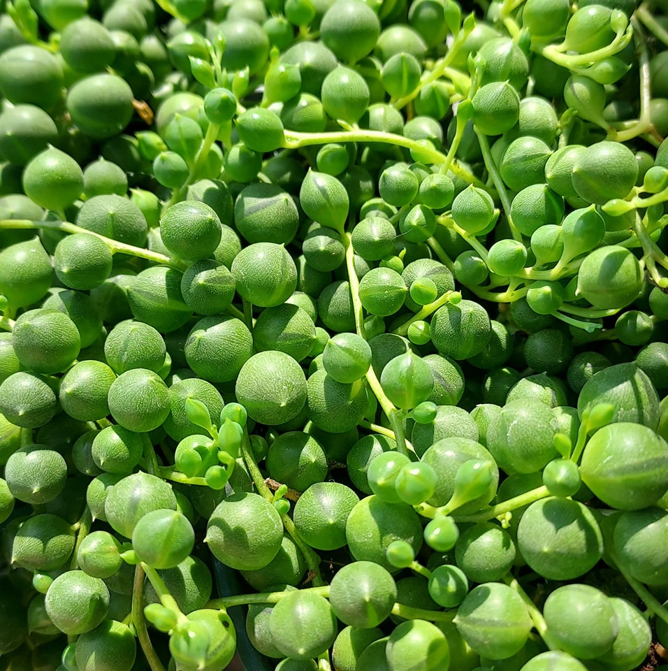 String of Pearls (Curio rowleyanus)