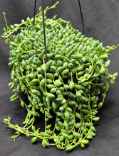 Load image into Gallery viewer, String of Tears (Senecio herreianus)
