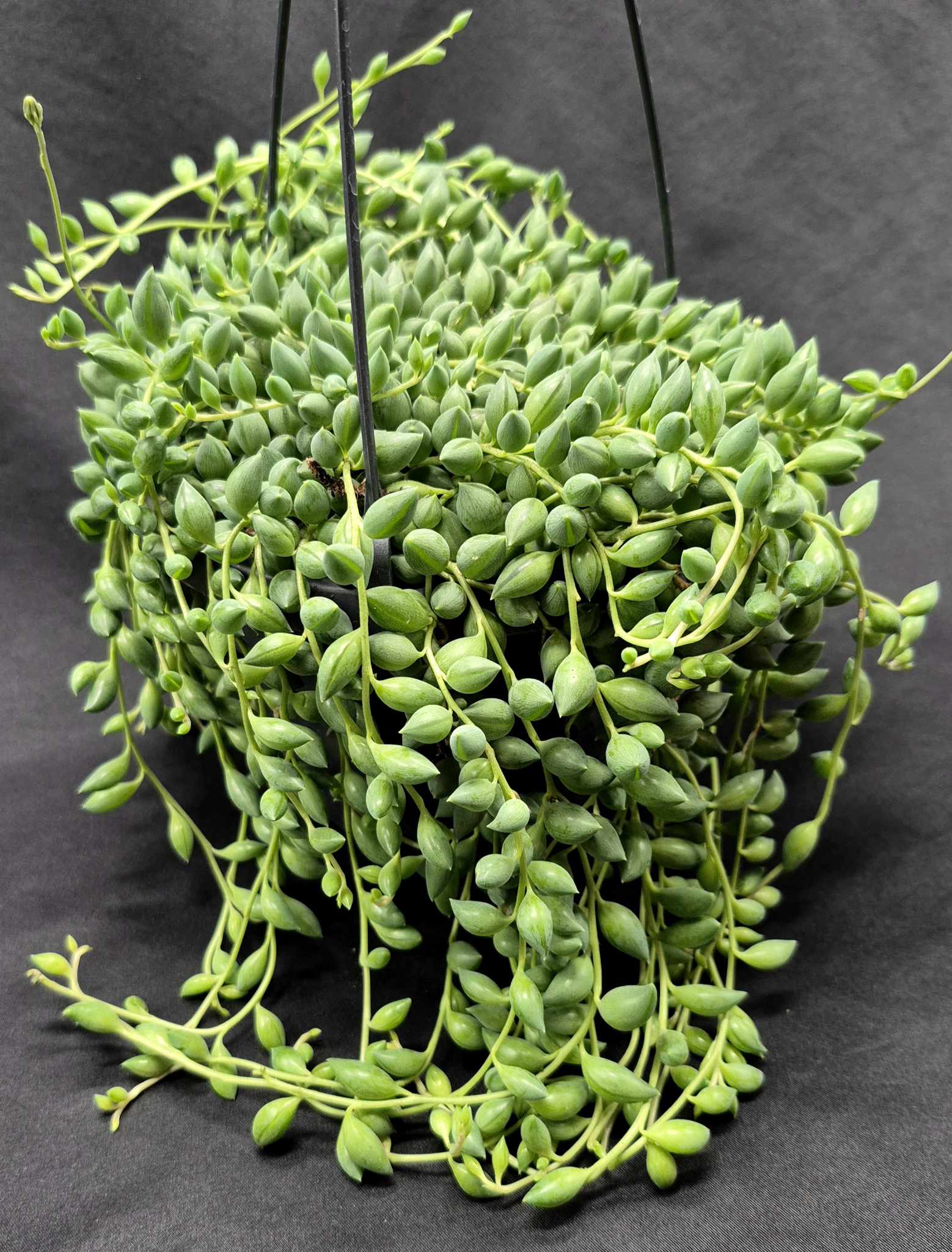 succulent string of tears String of Tears (Senecio herreianus) – Cedar Bridge Botanicals
