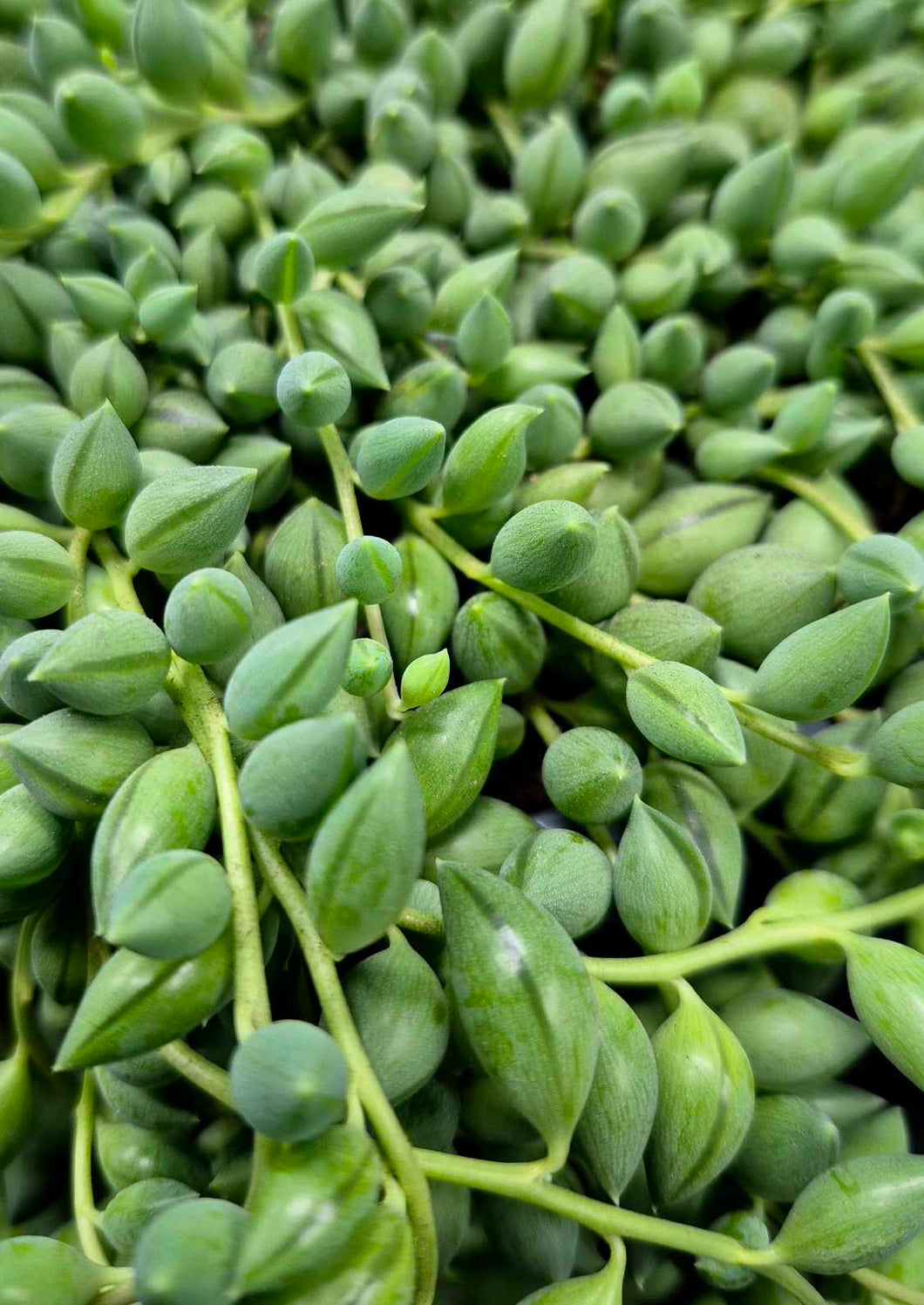 String of Tears (Senecio herreianus)