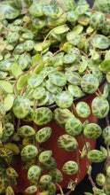 Load image into Gallery viewer, String of Turtles (Peperomia prostrata)
