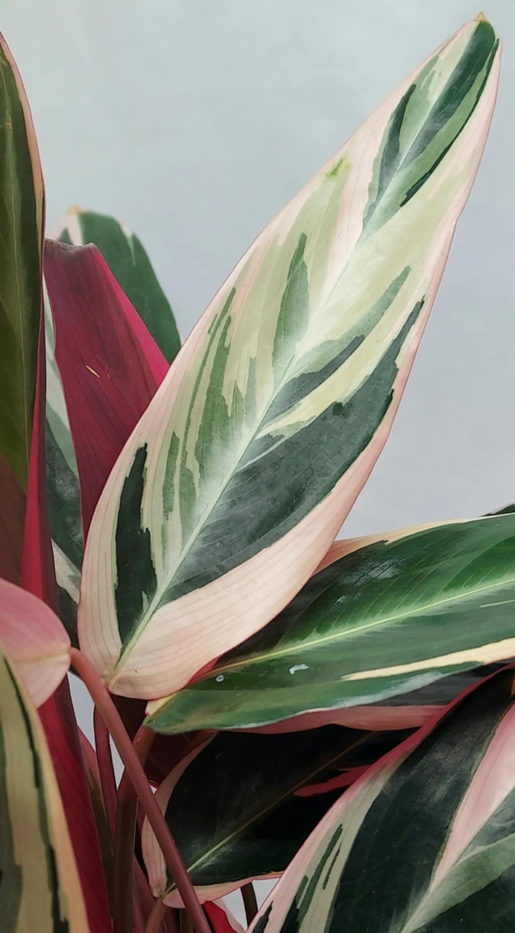 Stromanthe 'Triostar' (Stromanthe sanguinea 'Triostar')