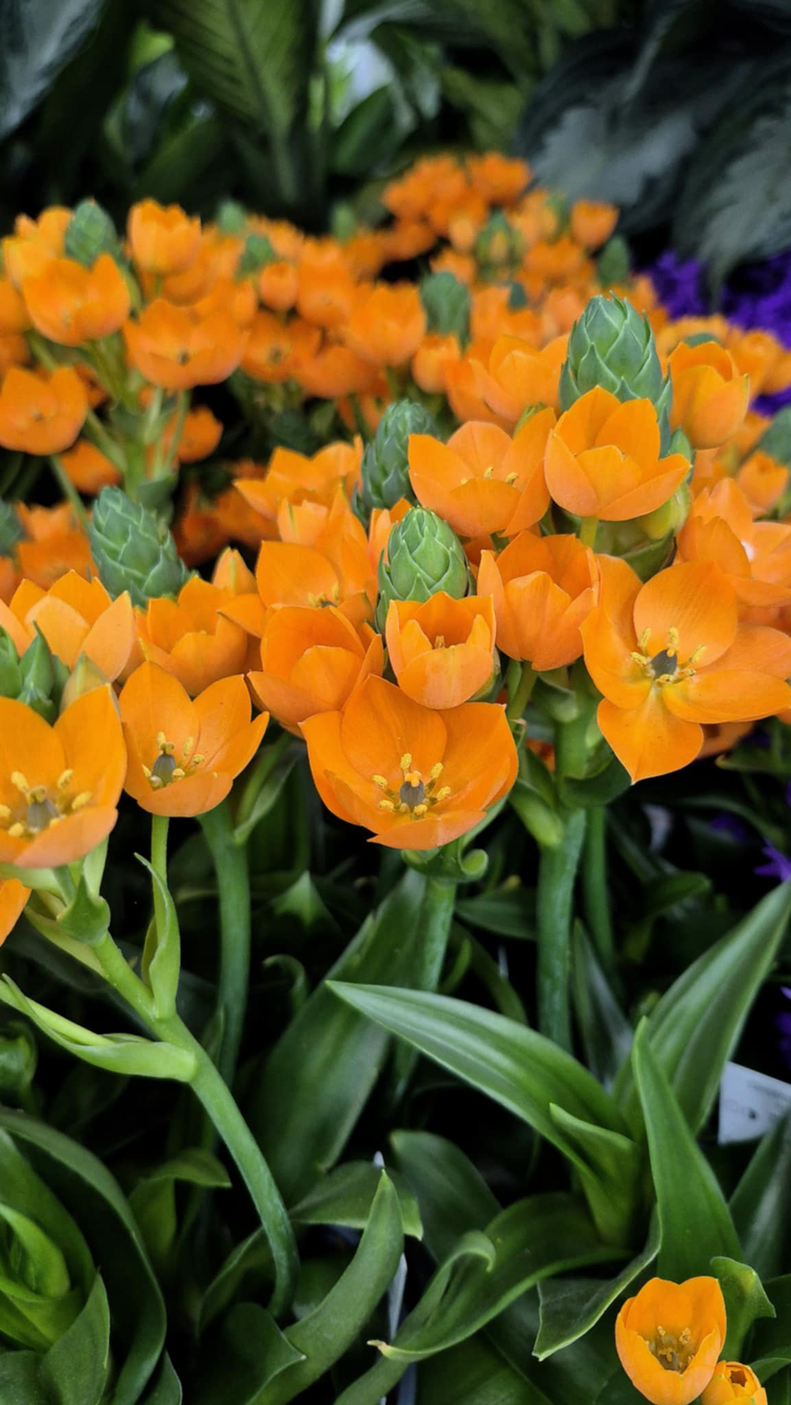 Sun Star (Ornithogalum dubium) – Cedar Bridge Botanicals