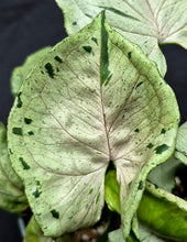 Load image into Gallery viewer, Syngonium podopyllum 'Green Ghost'
