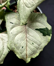 Load image into Gallery viewer, Syngonium podopyllum 'Green Ghost'
