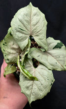 Load image into Gallery viewer, Syngonium podopyllum 'Green Ghost'
