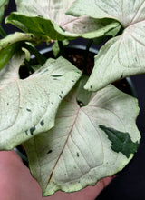 Load image into Gallery viewer, Syngonium podopyllum 'Green Ghost'
