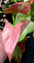 Load image into Gallery viewer, Syngonium Orm Nagpum
