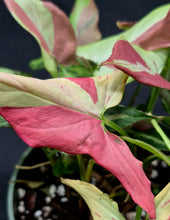 Load image into Gallery viewer, Syngonium Orm Nagpum

