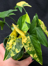 Load image into Gallery viewer, Syngonium podophyllum aurea
