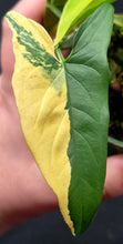 Load image into Gallery viewer, Syngonium podophyllum aurea
