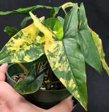 Load image into Gallery viewer, Syngonium podophyllum aurea
