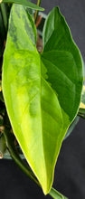 Load image into Gallery viewer, Syngonium podophyllum aurea
