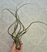 Load image into Gallery viewer, Tillandsia baileyi
