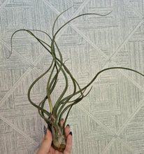 Load image into Gallery viewer, Tillandsia baileyi
