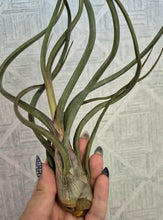Load image into Gallery viewer, Tillandsia baileyi
