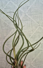 Load image into Gallery viewer, Tillandsia baileyi
