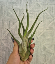 Load image into Gallery viewer, Tillandsia caput-medusae
